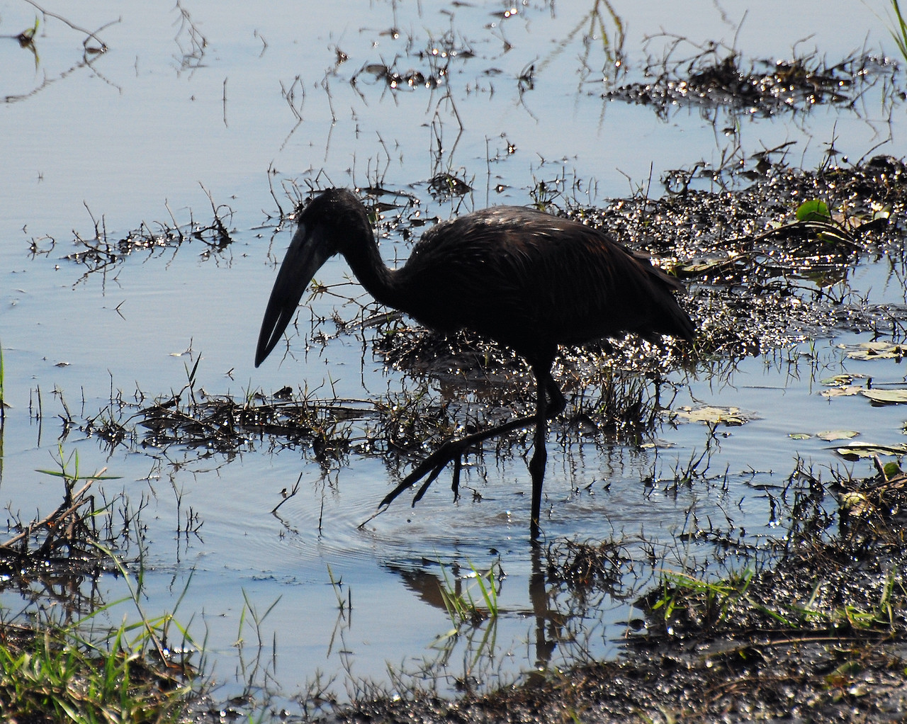Anastomus lamelligerus